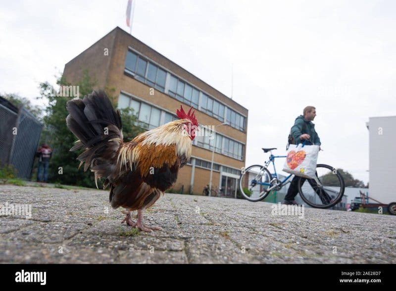 Overview of chicken road deutschland