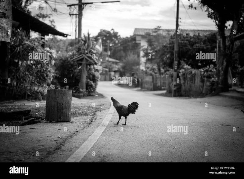 Best chicken road spel in Netherlands